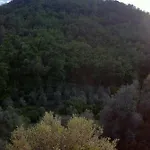 Ramma La Taggiasca Stellanello