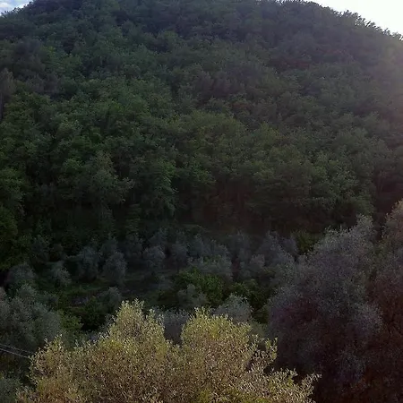 Ramma La Taggiasca Stellanello