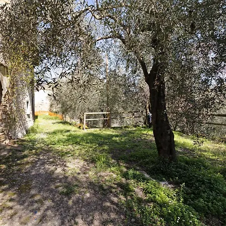 Ramma La Taggiasca